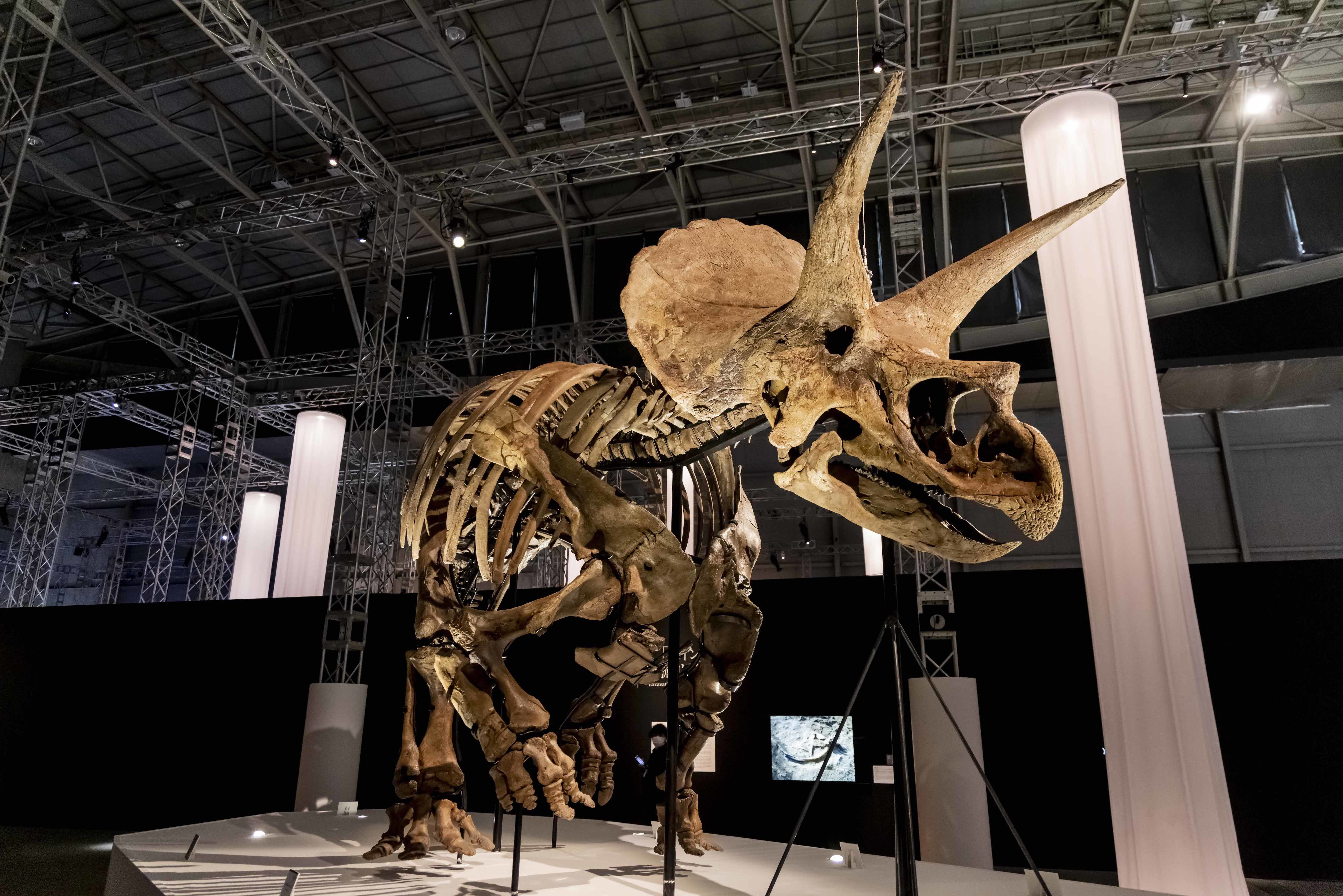 トリケラトプス「レイン」 ※ヒューストン自然科学博物館所蔵