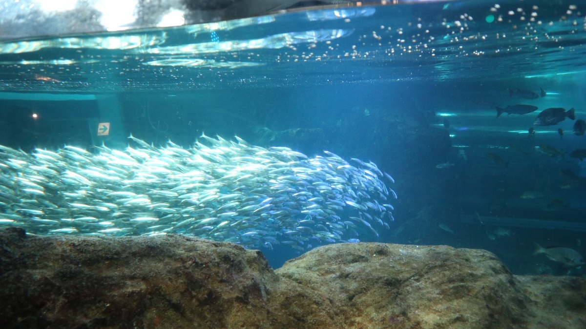 新江ノ島水族館 おひとりさま水族館 でバックヤードツアー実施決定 前回イベントで振り返る見所紹介 Spice エンタメ特化型情報メディア スパイス