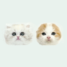 総勢42匹の猫の可愛さに癒やされる「猫ちゃんのラブソング」MV公開＆『猫の日特番』を生配信