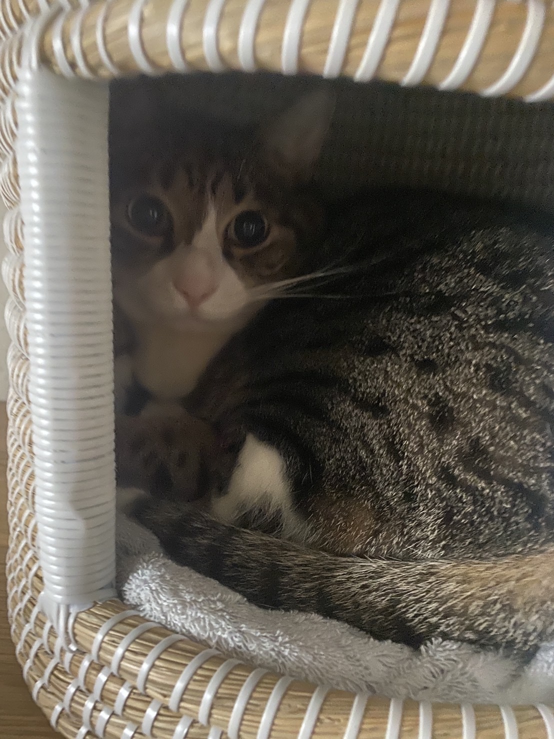 岸田さん家のねこちゃん