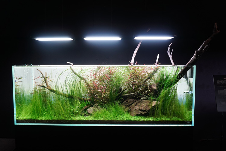 幻想的な水景に驚嘆 自然の神秘が詰まった『NATURE AQUARIUM