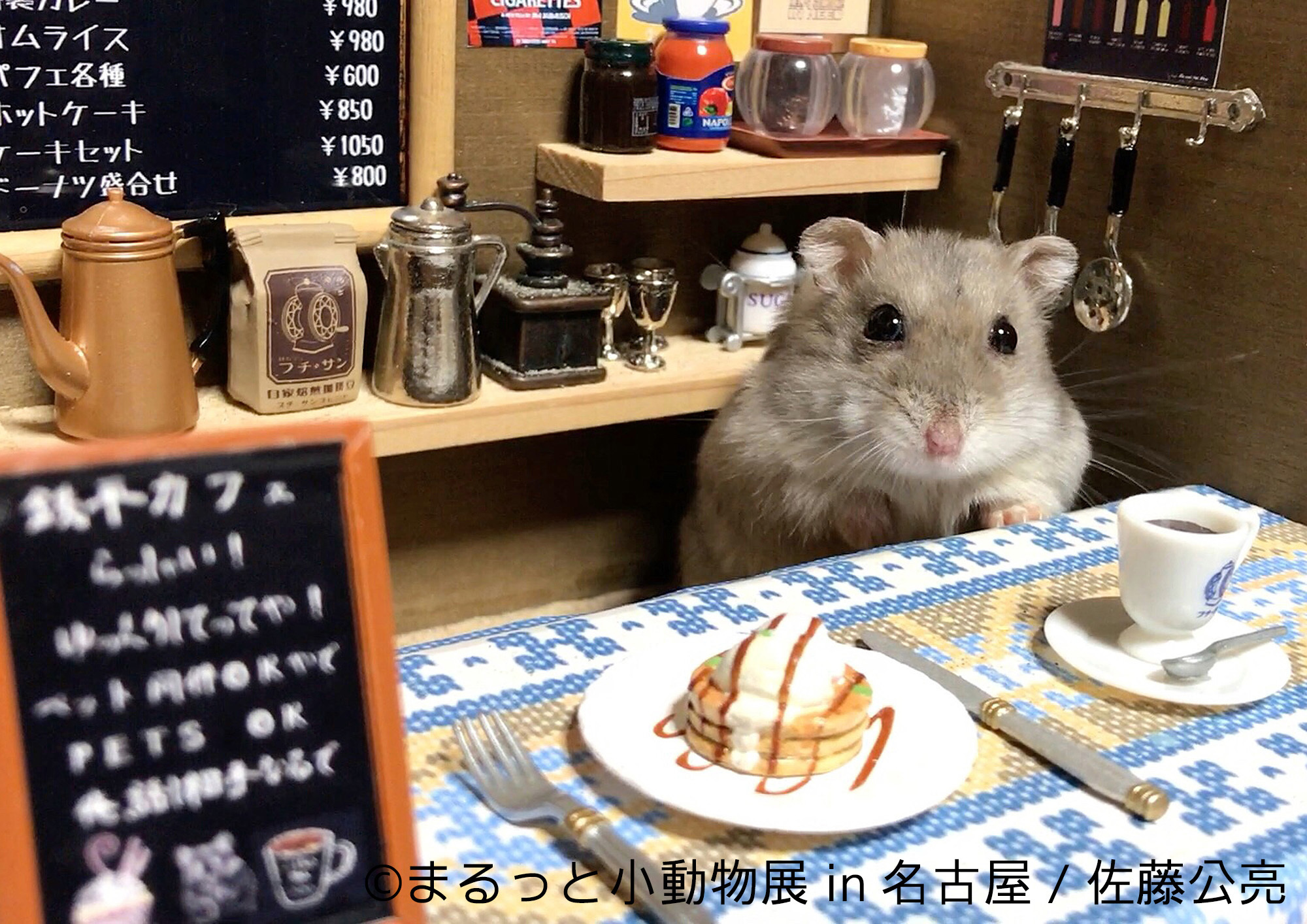 画像 ハリネズミ ハムスター リス キュートな小動物で新年初癒し まるっと小動物展 名古屋で1月に開催 の画像9 13 Spice エンタメ特化型情報メディア スパイス