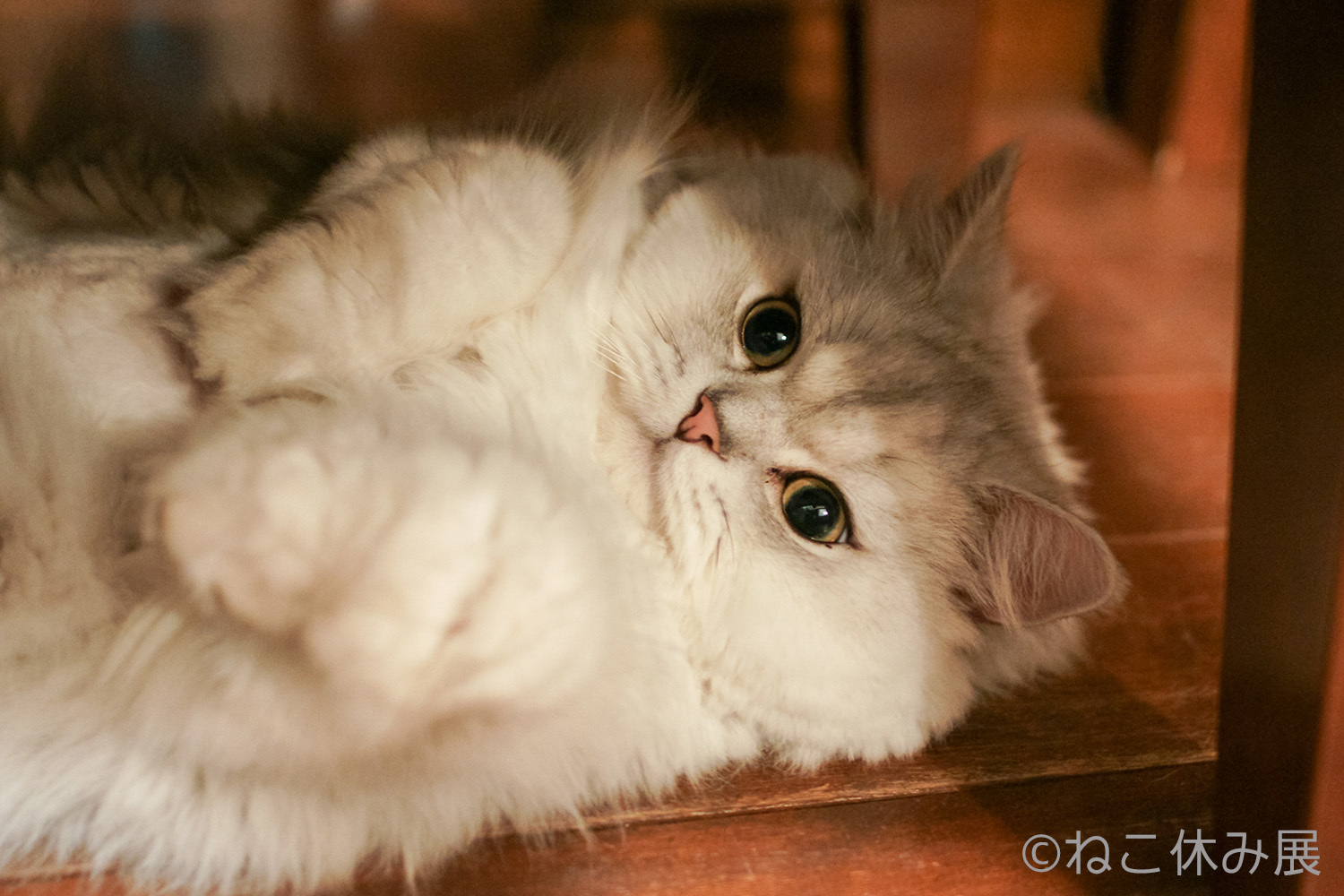 鼻提灯ねこ かご猫 ネコ界きってのほっこり猫たちが夢の競演 合同写真 物販展 ねこ休み展 Spice エンタメ特化型情報メディア スパイス