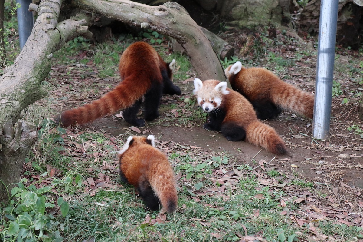 画像 ニシレッサーパンダの3つ子の赤ちゃんの名前が決定 熱川バナナワニ園 冬のレサパン祭り 開催 の画像6 9 Spice エンタメ特化型情報メディア スパイス