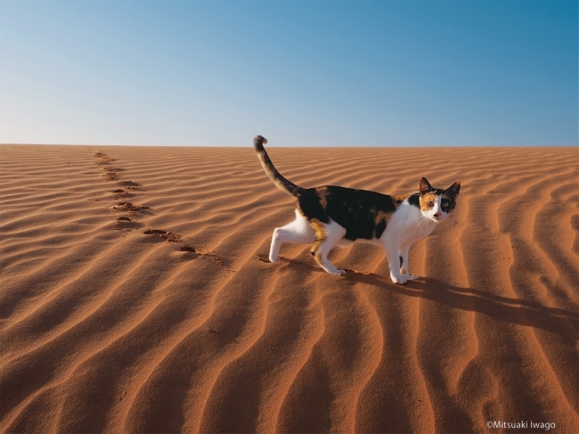 世界16地域のネコ写真約170点が集結 岩合光昭の世界ネコ歩き２ が