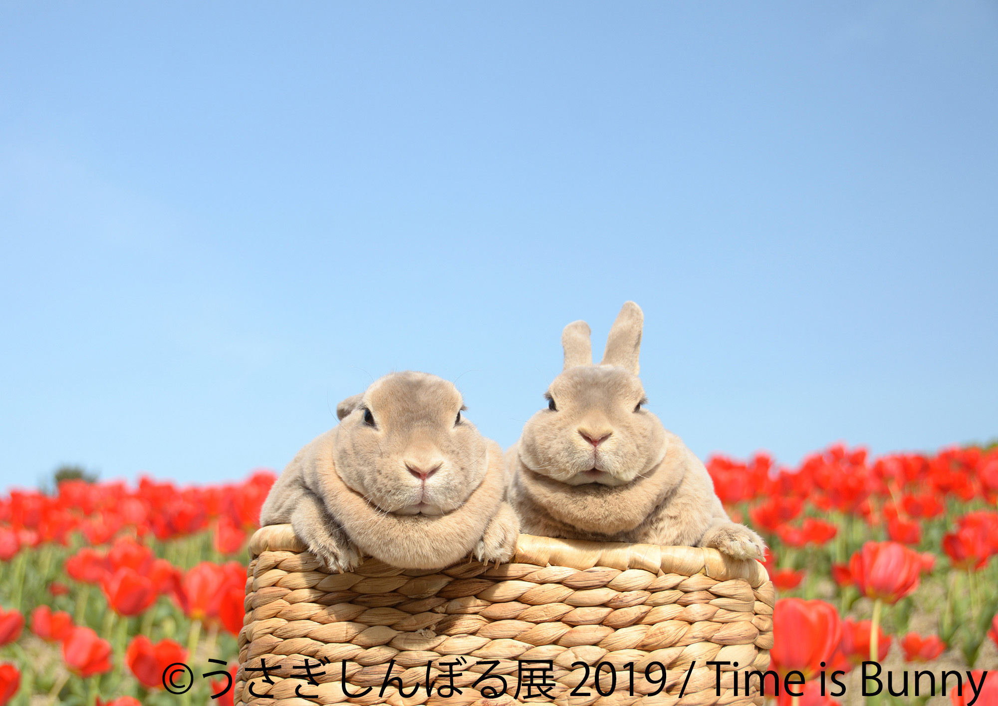 画像 秋の うさぎしんぼる 展 東京 名古屋で開催 うさぎの写真 グッズを集めた合同写真展 物販展 の画像3 7 Spice エンタメ特化型情報メディア スパイス