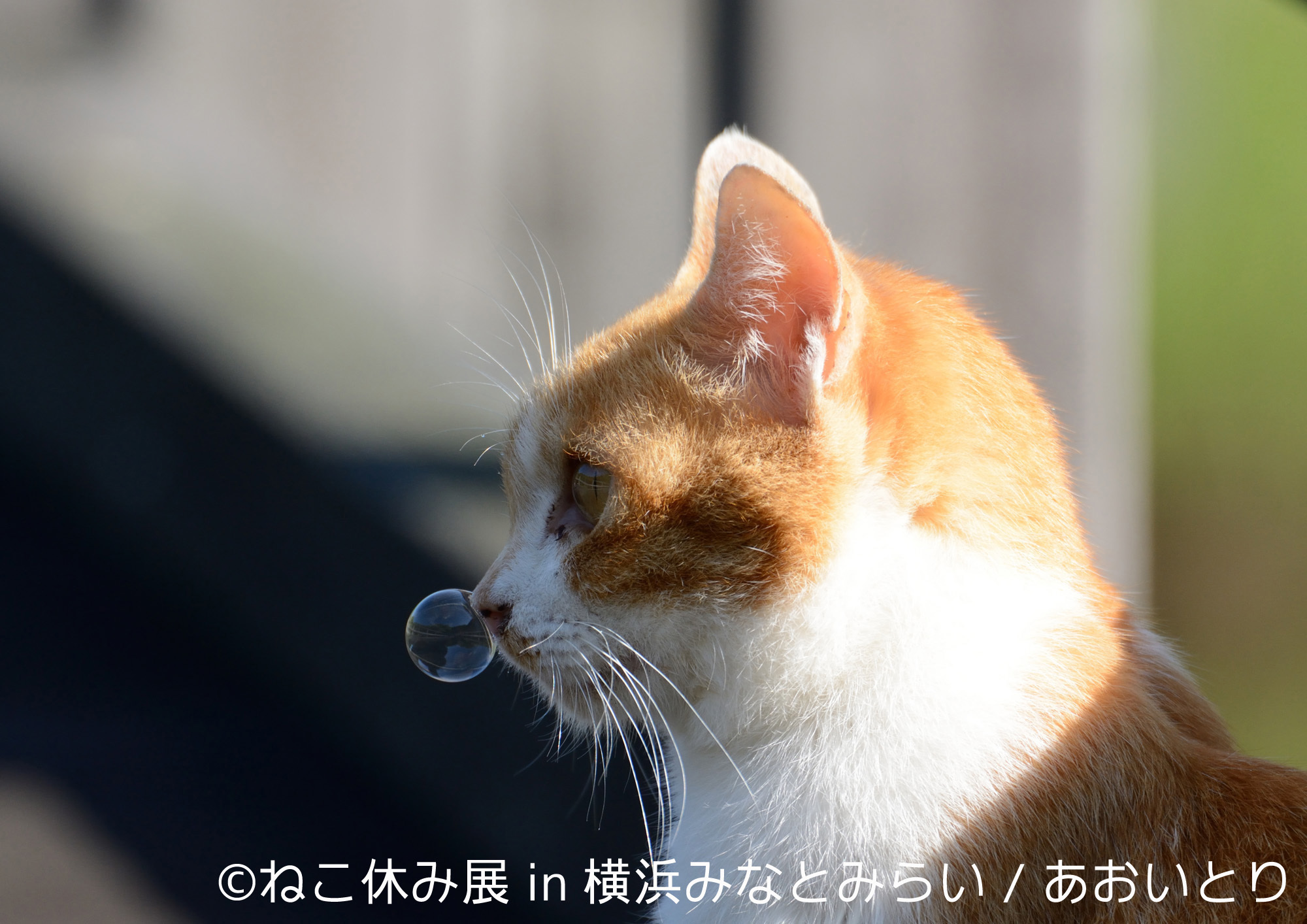 Как промыть нос кошке. Кот с пузырьком. Кошка с сопелькой. Кот с соплей.