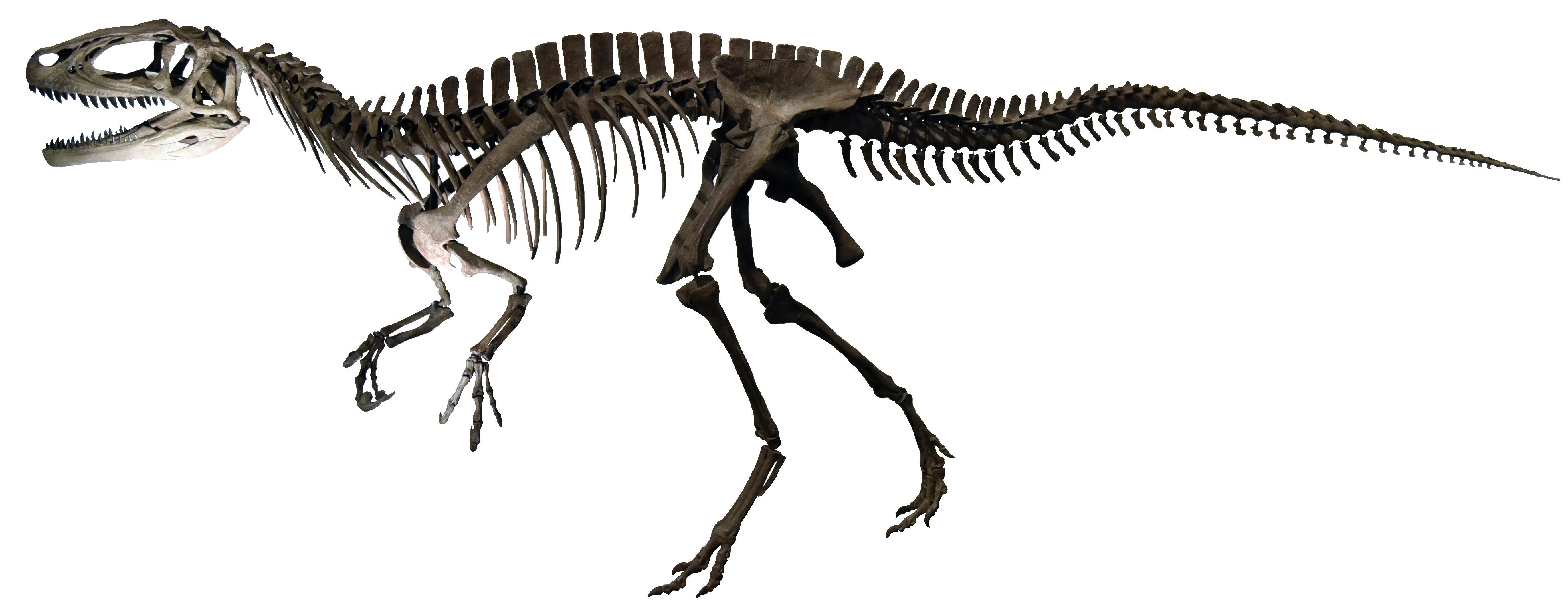 フクイラプトルの全身骨格(前期白亜紀、所蔵:福井県立恐竜博物館)
