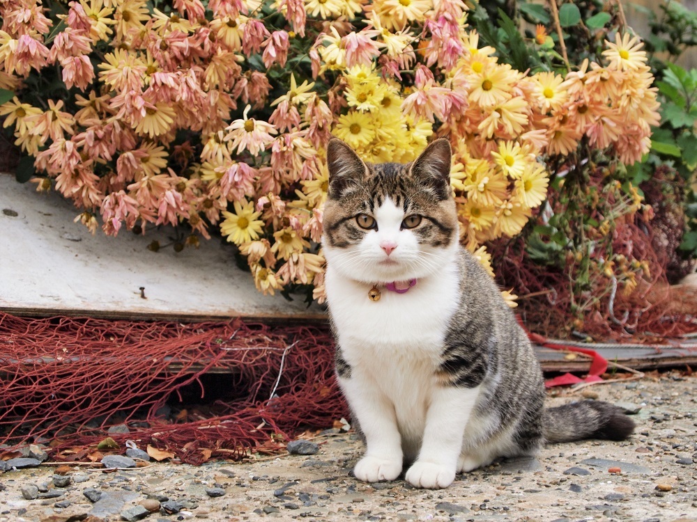 岩合光昭写真展 ねこづくし が川崎市市民ミュージアムで開催 日本各地で出会った猫たちを紹介 Spice エンタメ特化型情報メディア スパイス