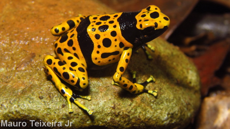 キオビヤドクガエルの「警告色」は、黄色と黒の縞、または斑紋模様