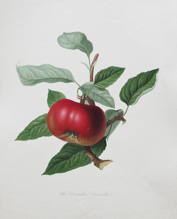 ウィリアム・フッカー《リンゴ 「デヴォンシャー・カレンデン」 》1818年　Photo Michael Whiteway