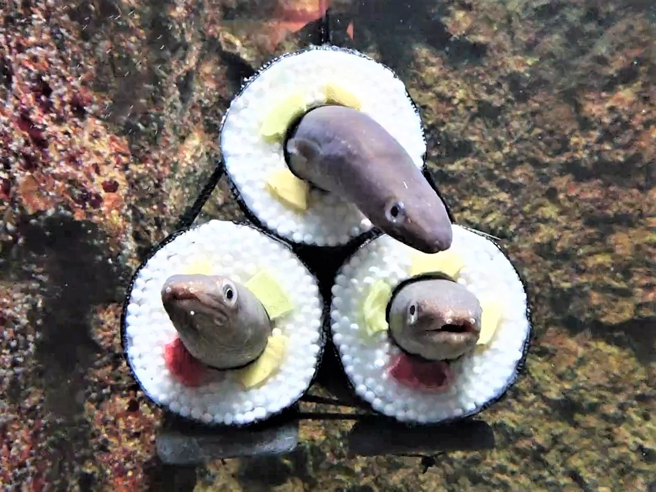 仙台うみの杜水族館「アナゴの恵方巻水槽」