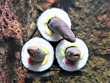 海や川に生息する危険な生物をテーマとした特別展 しな水の危険ないきもの大集合 しながわ水族館で開催 Spice エンタメ特化型情報メディア スパイス