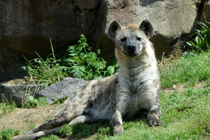 動物園あるある 動物 ヒト 違い Vol 2 お父さん 間違ってるよ Spice エンタメ特化型情報メディア スパイス