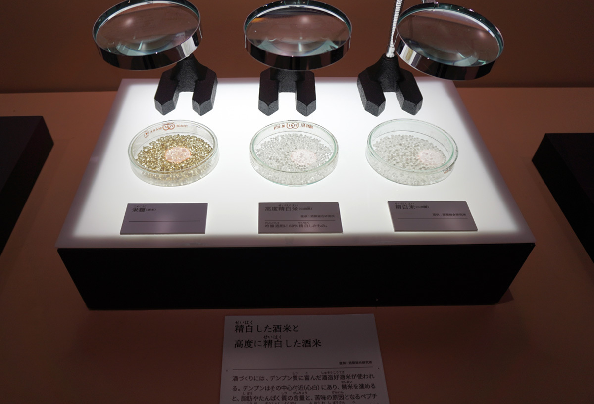 酒づくりに使われる酒米。普段見る機会はほとんどないので、貴重な機会だ。