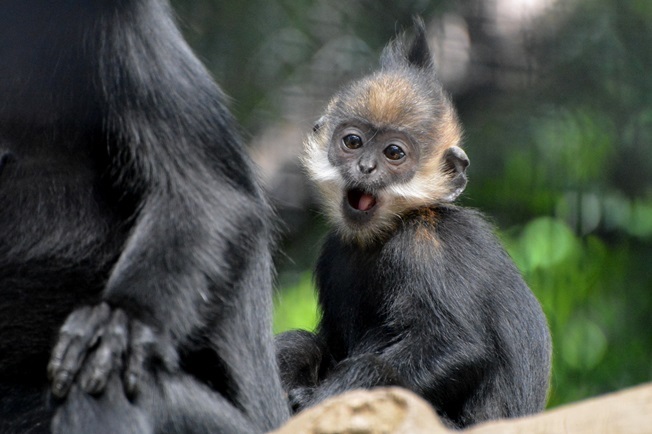 生後6か月ぐらいの赤ちゃん（よこはま動物園ズーラシアにて2014年6月に撮影）