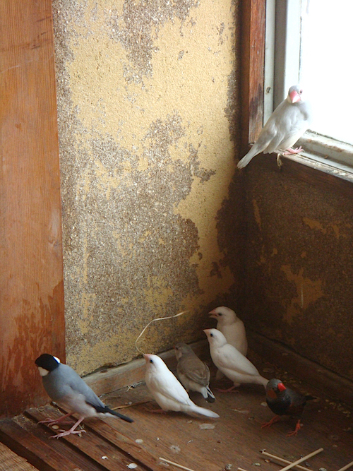 文鳥やジュウシマツなど多彩な愛らしい鳥たちと出会える