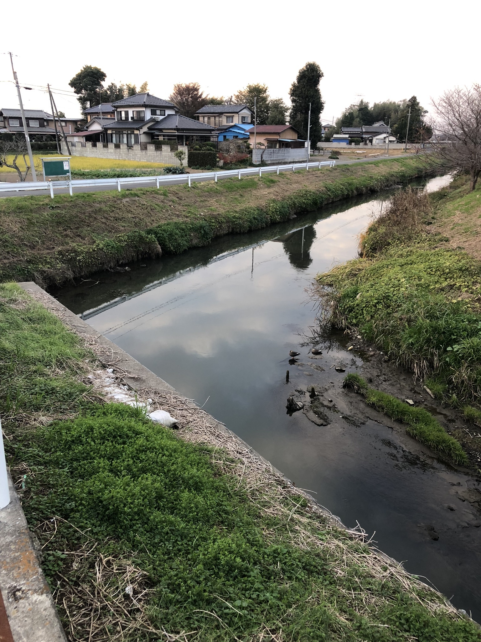 鷲宮神社の敷地沿いに流れる「青毛堀川」。この直角カーブがかつての子どもたちの釣りスポット。撮影：筆者