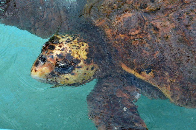 世界最高齢のアカウミガメ「浜太郎」