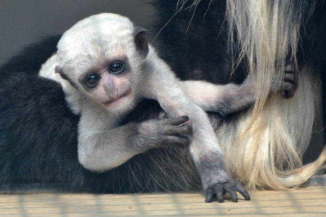 生後2ヶ月ぐらいの赤ちゃん（よこはま動物園ズーラシアにて2014年7月に撮影）