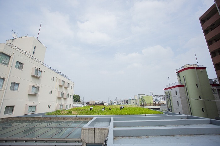 屋上菜園　(c)KoichiWakui