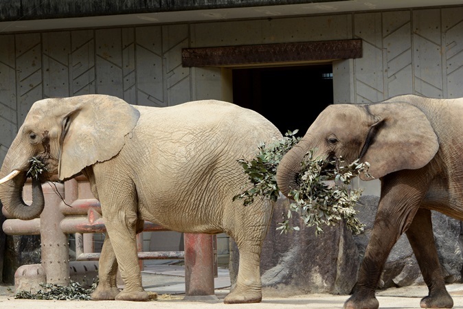 マルミミゾウってどんなゾウ 広島市安佐動物公園 Vol 1 Spice エンタメ特化型情報メディア スパイス