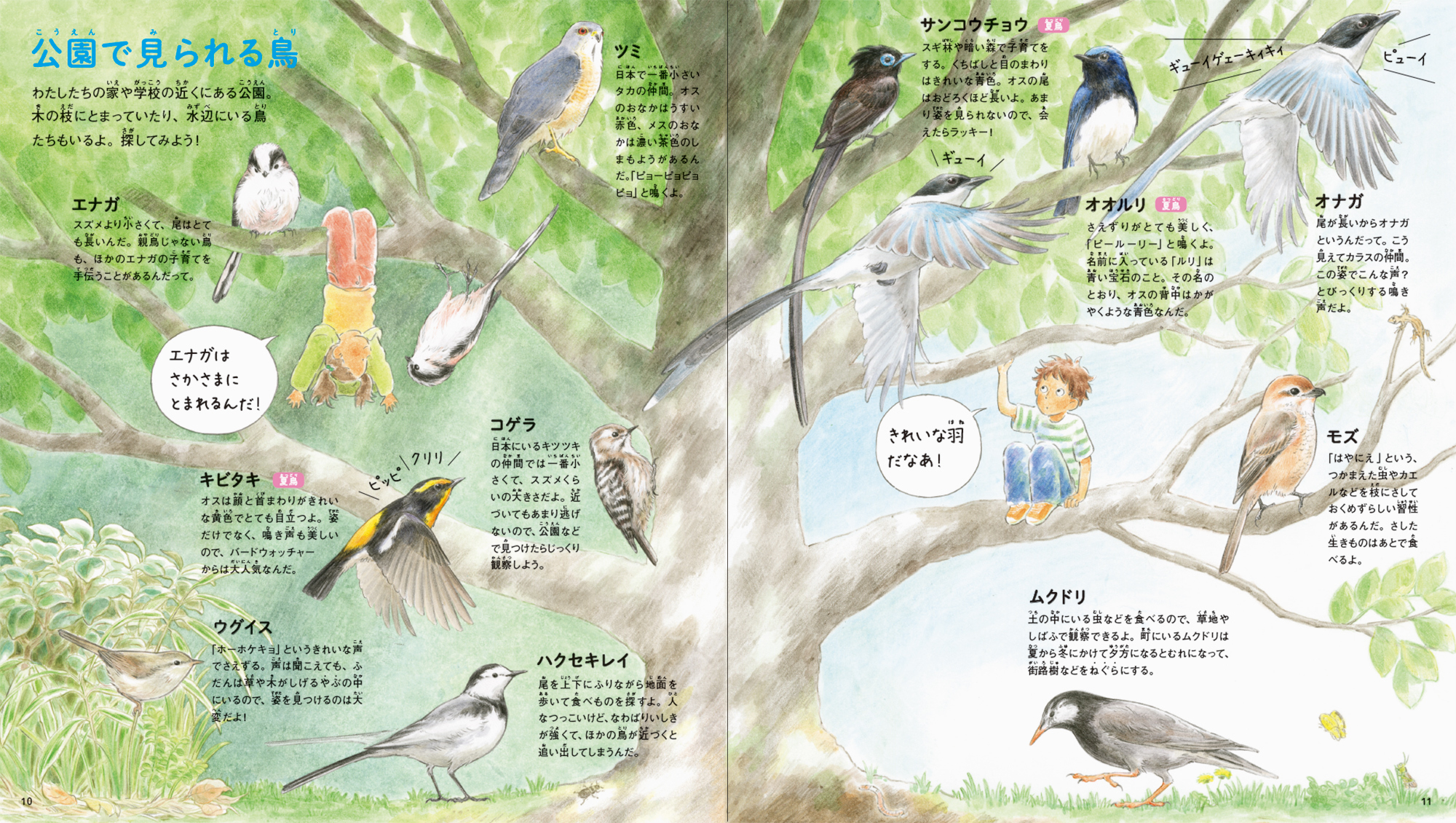 画像 野鳥に親しむ絵本図鑑 青い羽みつけた さがしてみよう 身近な鳥たち が発売 21年春には短編アニメ配信も予定 の画像5 5 Spice エンタメ特化型情報メディア スパイス