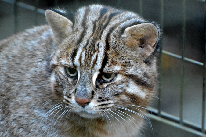 全国のツシマヤマネコ飼育施設でスタンプラリー開催中 Spice エンタメ特化型情報メディア スパイス