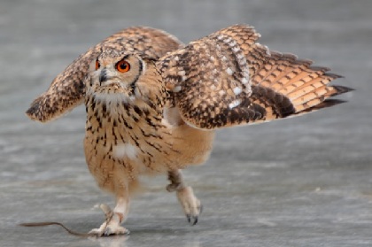 カンムリカラカラってどんな鳥？「掛川花鳥園」vol.1 | SPICE - エンタメ特化型情報メディア スパイス