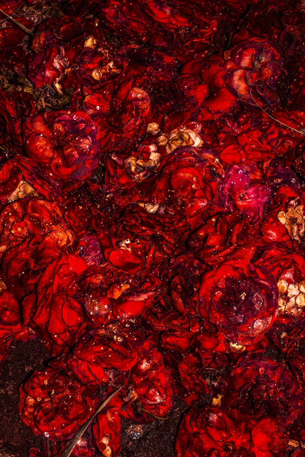 『憂鬱な楽園（赤い花）』by 安藤政信