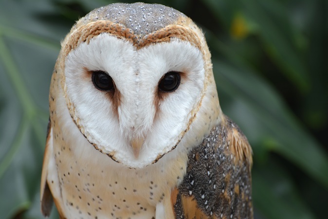 カンムリカラカラってどんな鳥 掛川花鳥園 Vol 1 Spice エンタメ特化型情報メディア スパイス