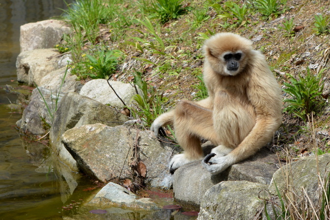 画像 シロテテナガザルが樹高10メートルで枝渡り 可愛い赤ちゃんサルも誕生 ときわ動物園 Vol 1 の画像2 9 Spice エンタメ特化型情報メディア スパイス