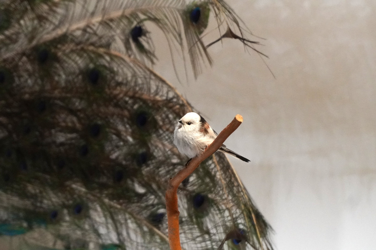 特別展『鳥 ～ゲノム解析が解き明かす新しい鳥類の系統～』