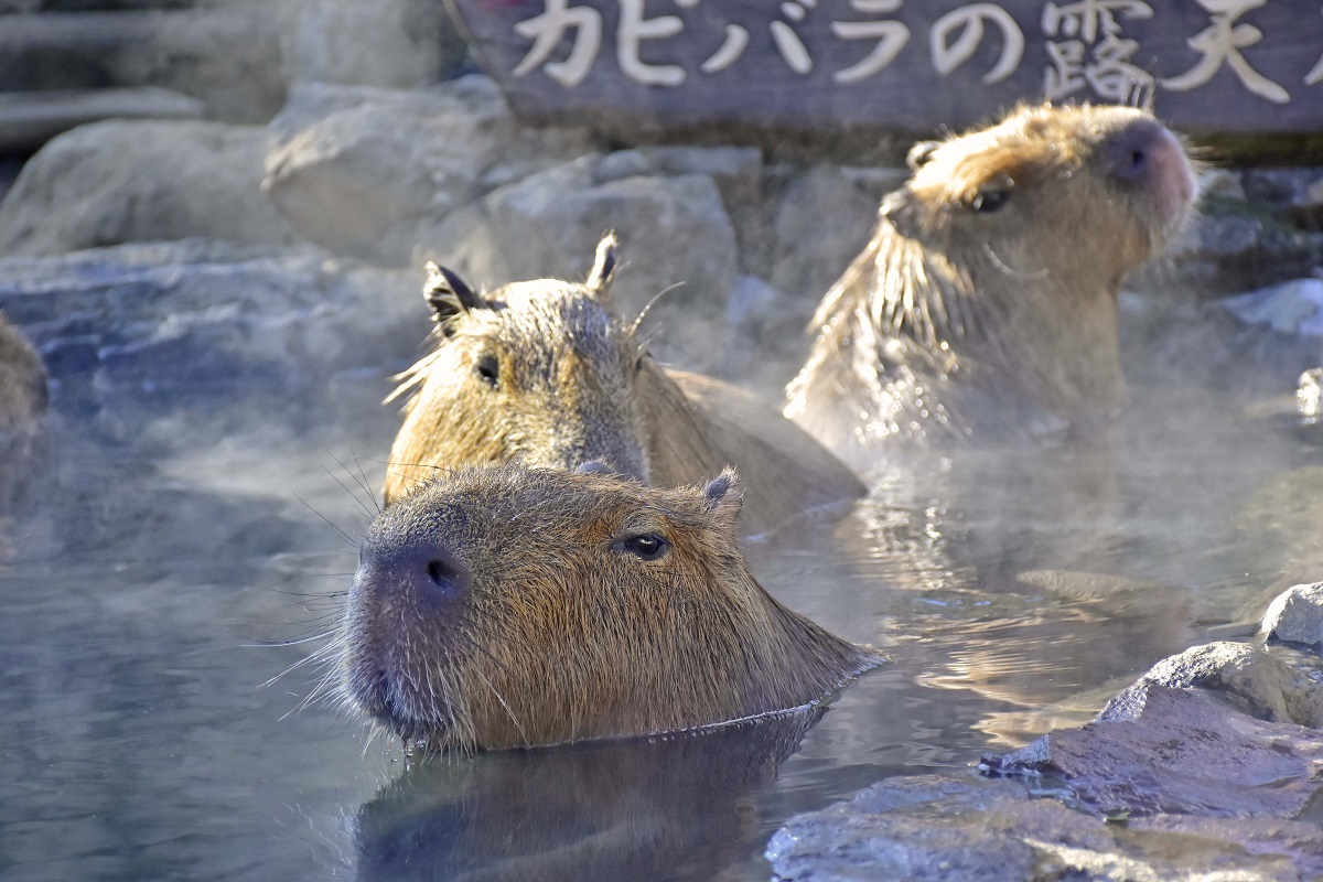 伊豆シャボテン動物公園で38年目の 元祖カピバラの露天風呂 開催 Spice エンタメ特化型情報メディア スパイス