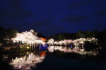 『平安神宮 紅しだれコンサート』今年も開催へ　佐藤和哉、あさい まり、Keiju、circuloが出演