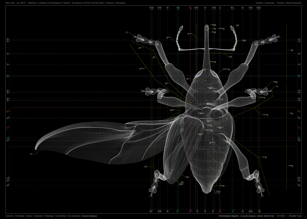 村山 誠「Curculio robustus - dorsal, ventral view」（イメージ）