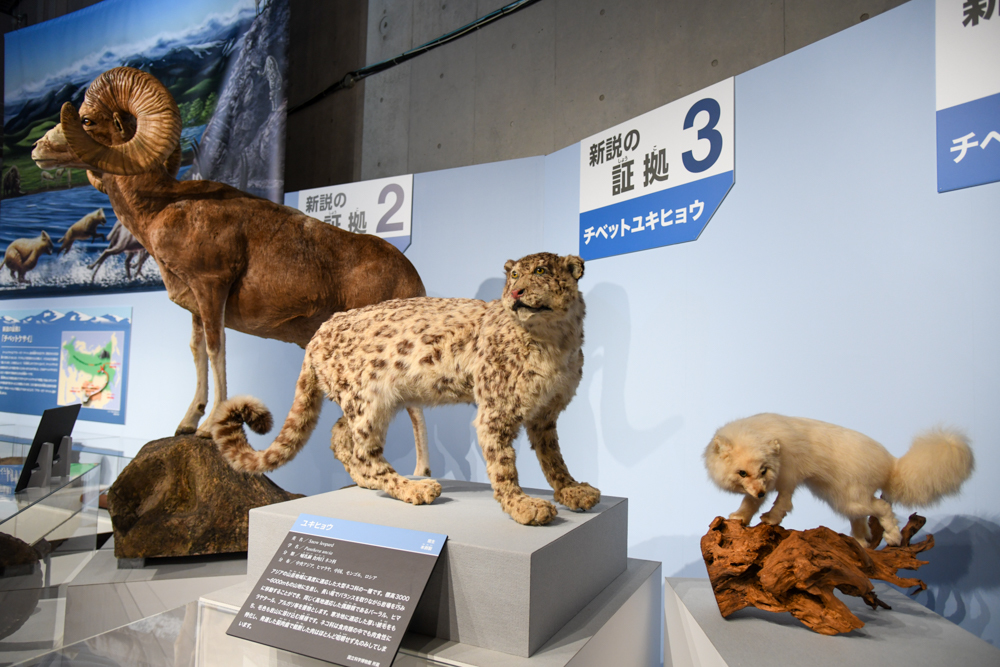 「アウト・オブ・チベット」に関する展示