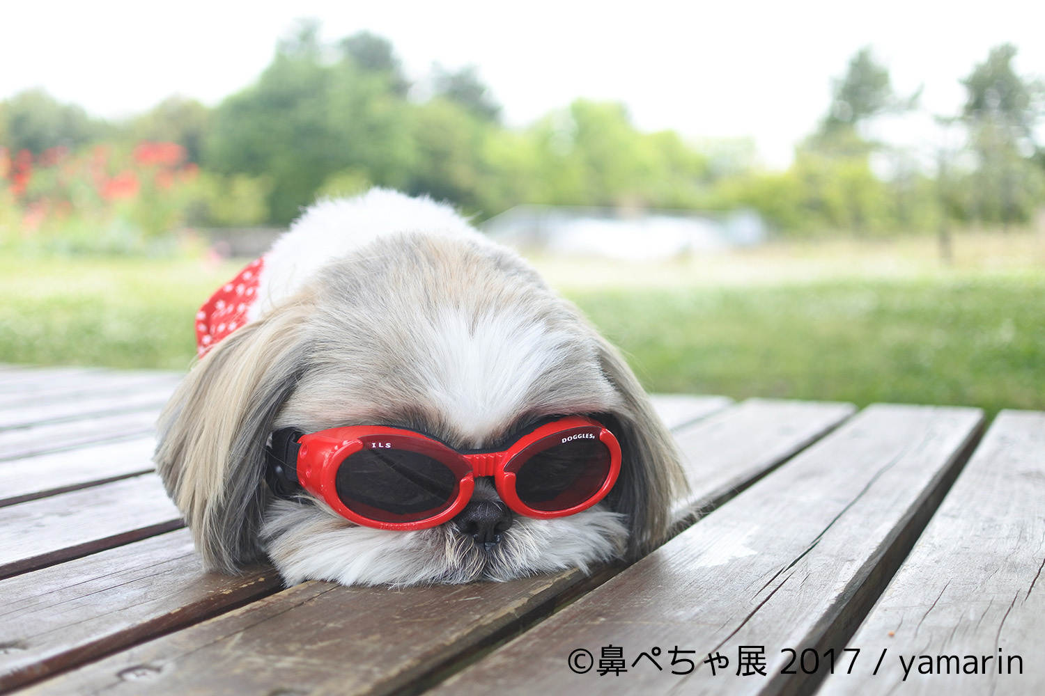 画像 ブサカワな 鼻ぺちゃ犬 の写真展が浅草橋にて開催 フレンチブルにパグにチワワまで インスタ有名犬が大集合 の画像12 Spice エンタメ特化型情報メディア スパイス