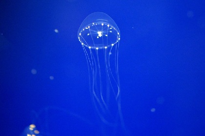 日本初確認となったクラゲの繁殖に成功！「九十九島水族館海