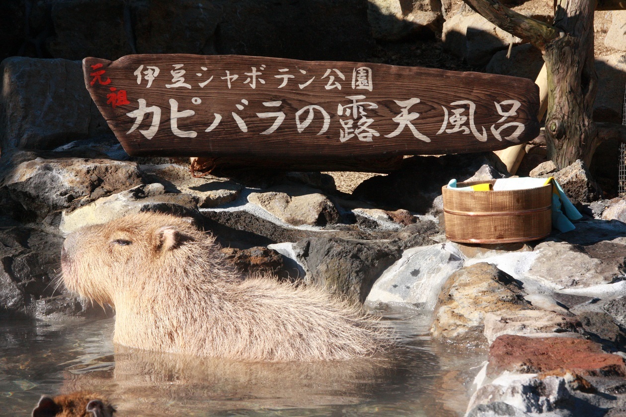 元祖カピバラの露天風呂