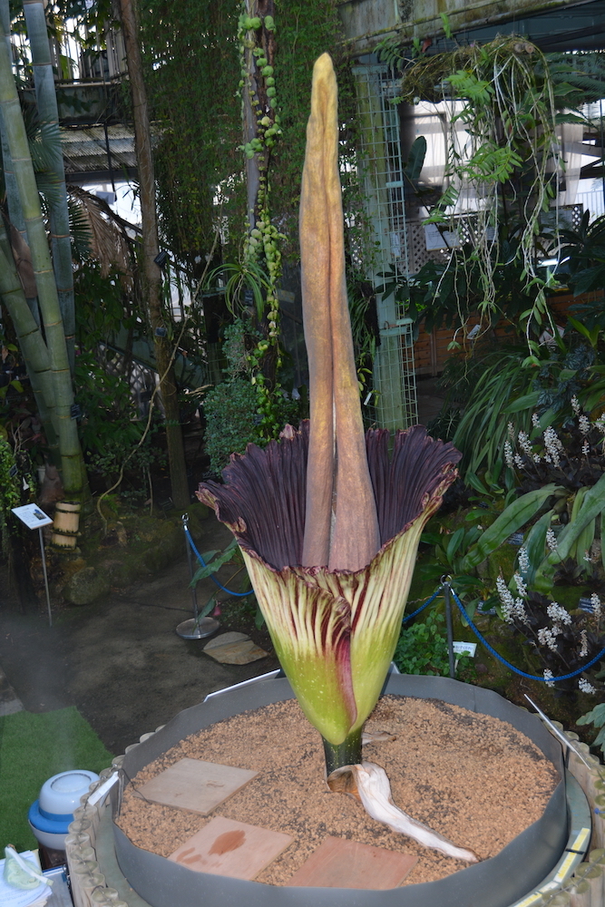 ショクダイオオコンニャク　国立科学博物館筑波実験植物園