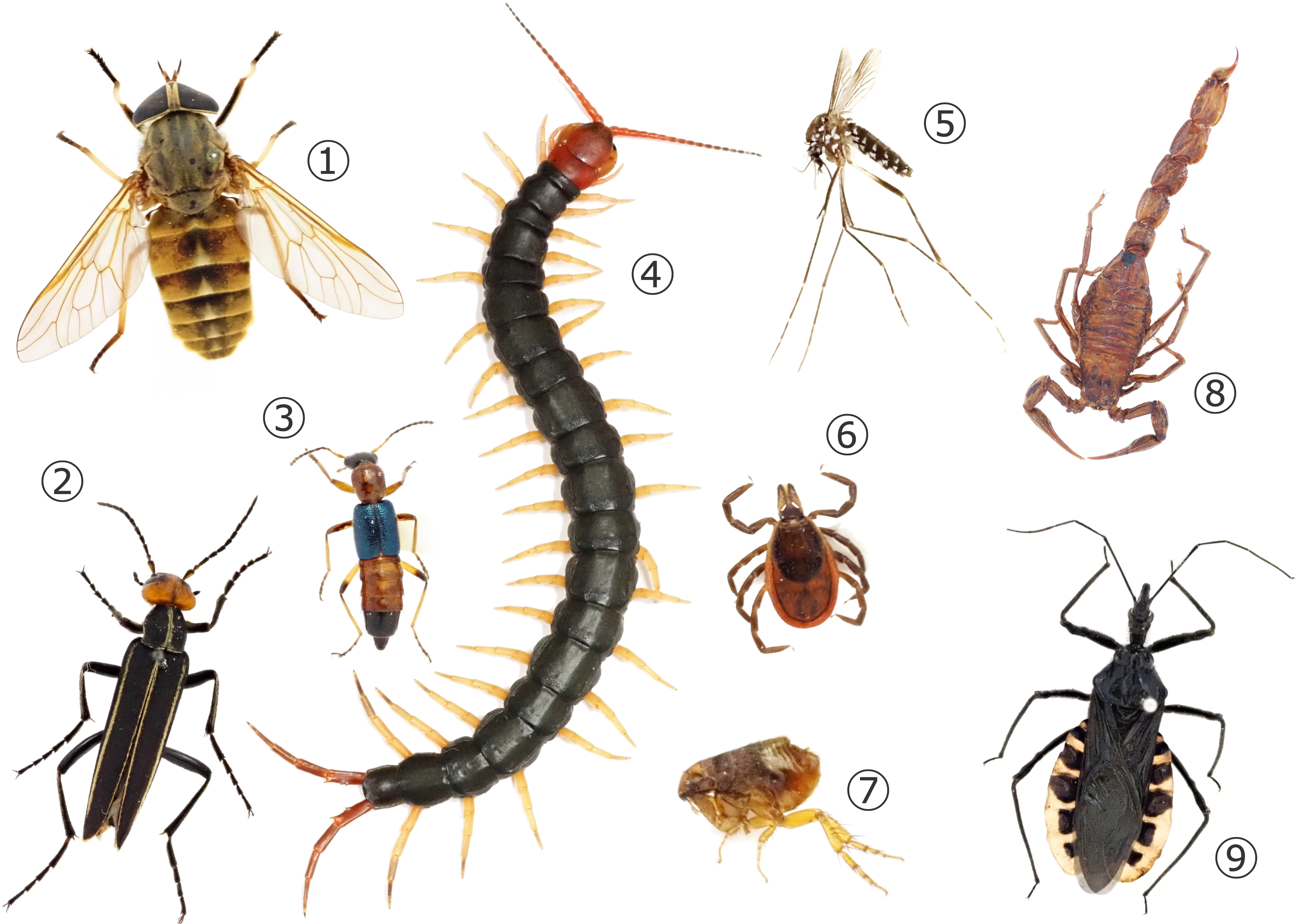 さまざまな害虫 写真提供：国立科学博物館