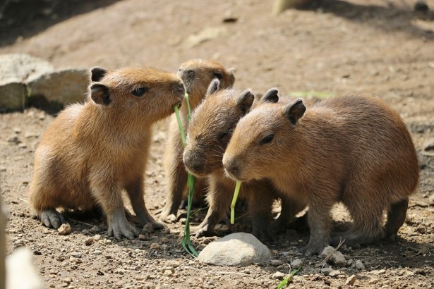 伊豆シャボテン公園にカピバラの赤ちゃんが誕生 Spice エンタメ特化型情報メディア スパイス