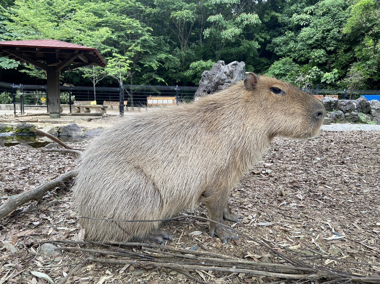 埼玉県こども動物自然公園「ヘチマ」