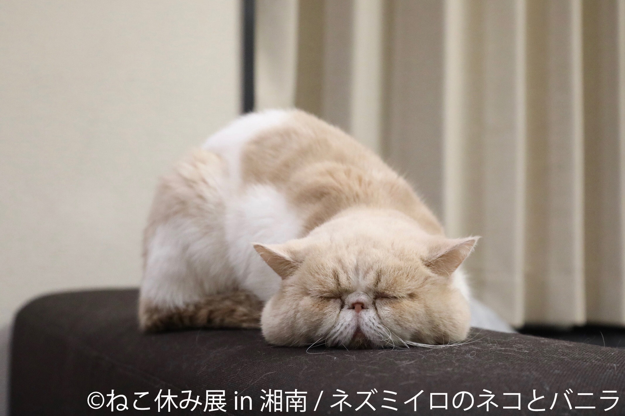 画像 猫の合同写真展 物販展 ねこ休み展 In 湘南 が開催 大型フォトスポットや謎解きイベントなど盛り沢山 の画像4 7 Spice エンタメ特化型情報メディア スパイス