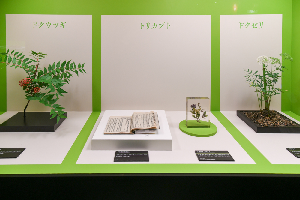 「日本の三大有毒植物」の展示