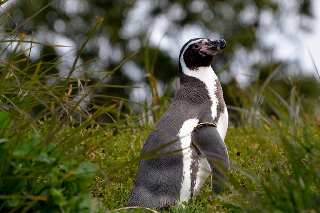 ヨチヨチ歩きで丘を下るペンギンが見られる 埼玉県こども動物自然公園 Vol 2 Spice エンタメ特化型情報メディア スパイス