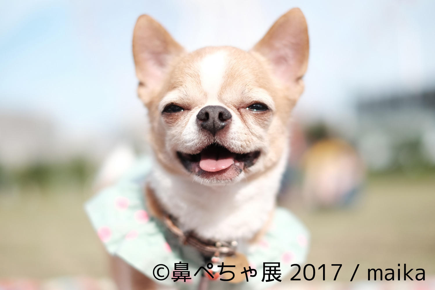 ブサカワな 鼻ぺちゃ犬 の写真展が浅草橋にて開催 フレンチブルにパグにチワワまで インスタ有名犬 が大集合 Spice フレンチブルドッグ パグ ボストンテリア ｄメニューニュース Nttドコモ