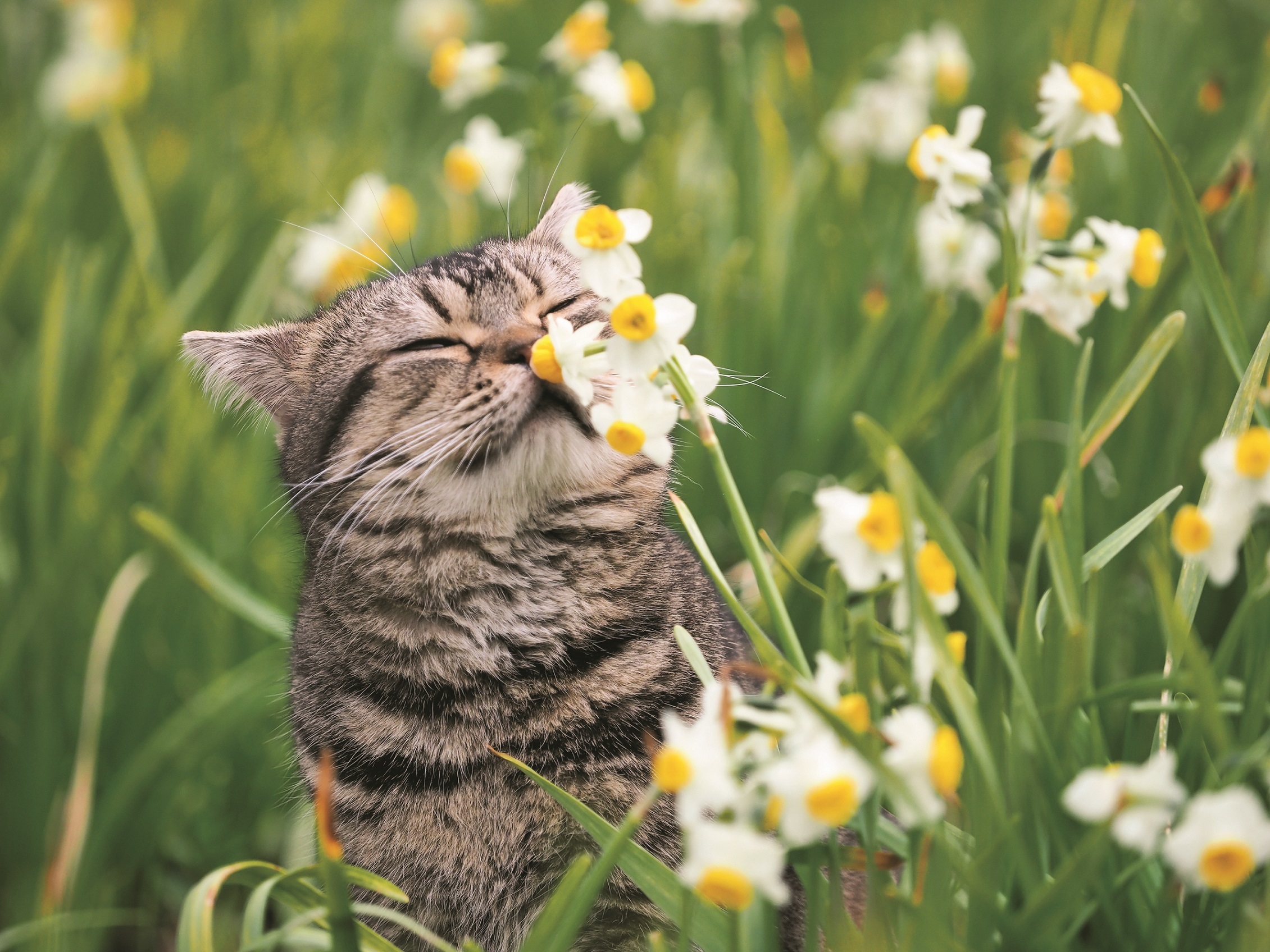 新着岩合 光昭 壁紙 最高の花の画像