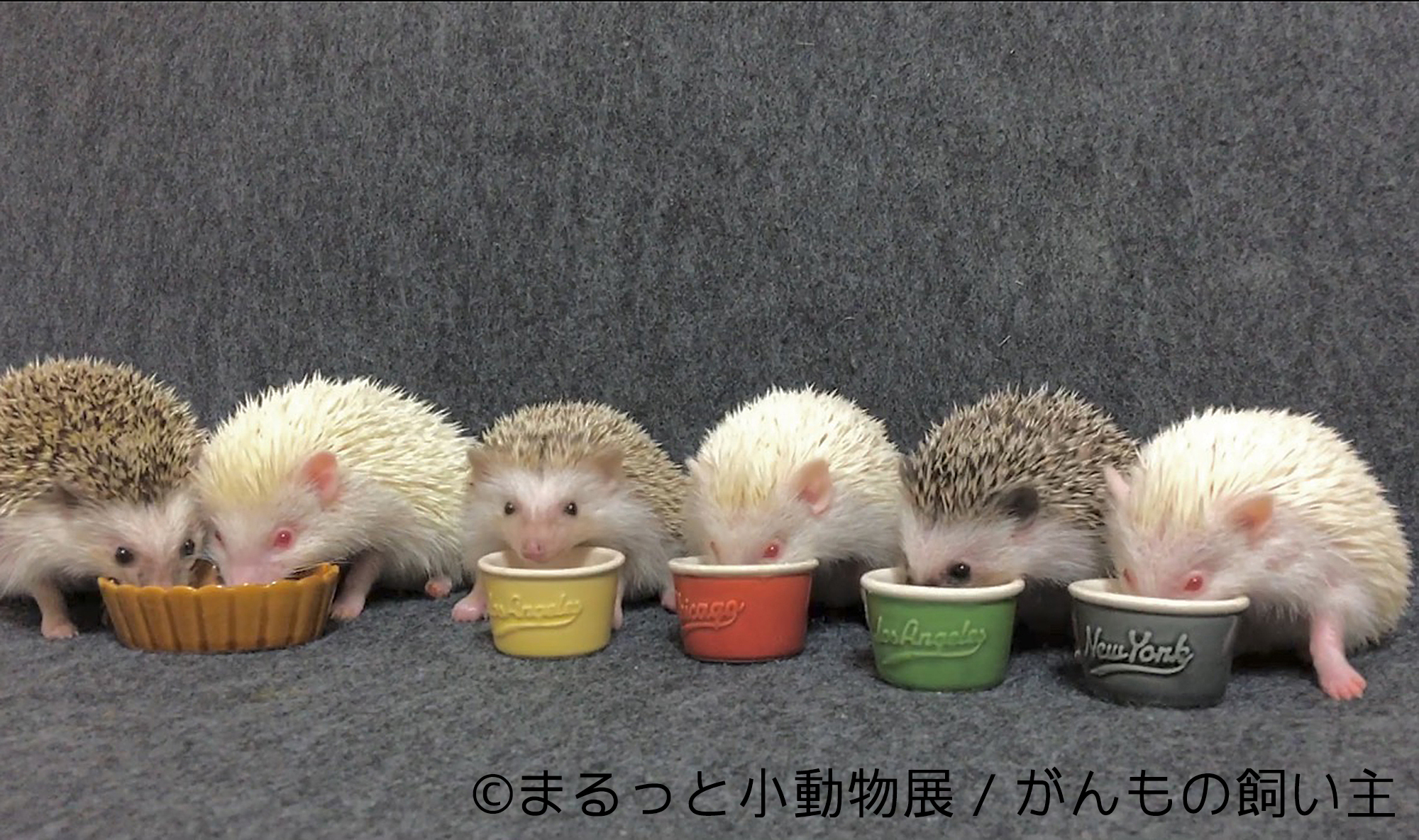 ハムスターやリス ハリネズミなどの写真 物販展 まるっと小動物展 が開催 Spice エンタメ特化型情報メディア スパイス